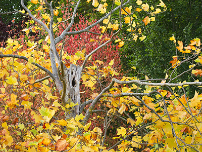 AutumnColours_G242_6670