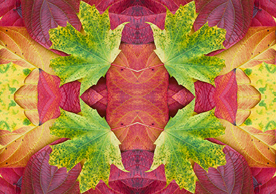 AutumnLeavesAbstract 141_0172