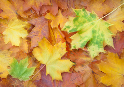 AutumnLeaves 141_0157