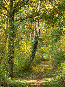 AutumnTrack G246_6773-75_tm