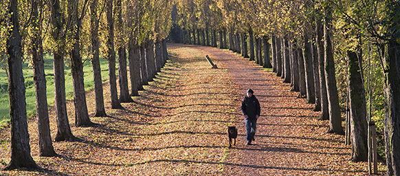 Autumn Trees 076_0495