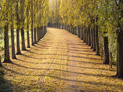 Autumn Trees G121_3064