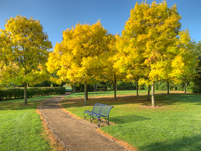 AutumnTrees G239_6628-30_tm