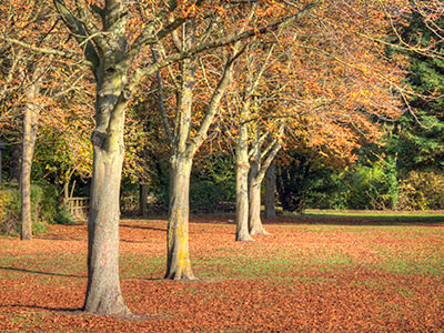 AutumnTrees G248_6822-24_tm