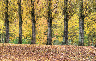 Autumn 142_0002_tm