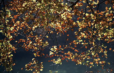 Backlit Autumn Leaves 510_22