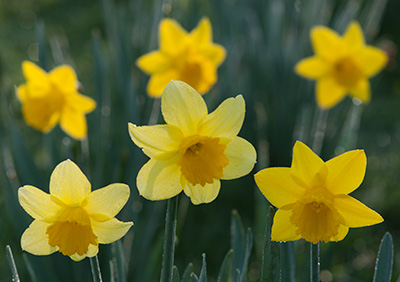 Backlit Daffodils 067_0071