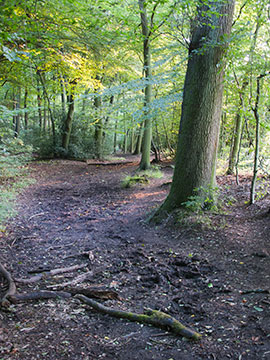 Ballinger Wood G041_1141