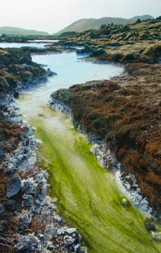 Blue Lagoon