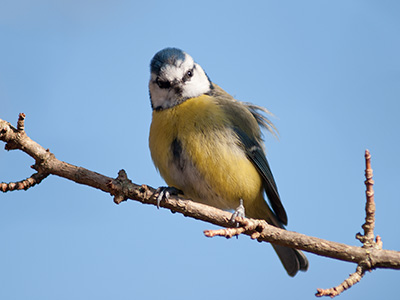 BlueTit 127_0150