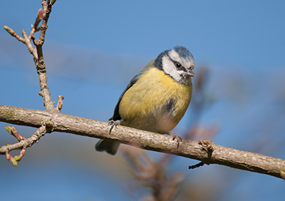 BlueTit 135_0121