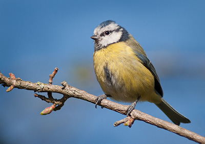 BlueTit 135_0123