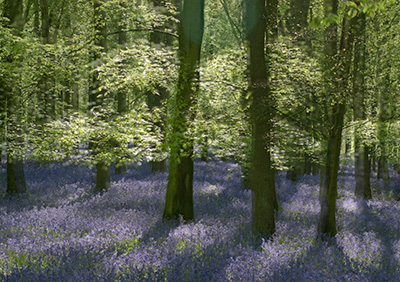 BluebellsDefocus 086_0654