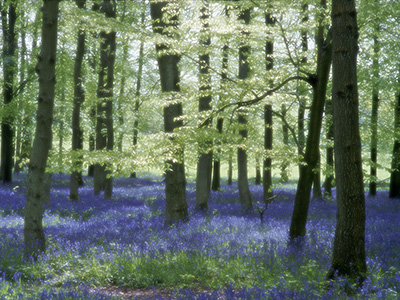 BluebellsDiffused 555_19