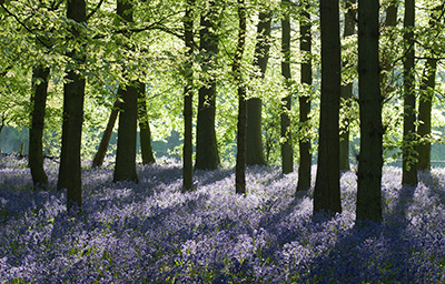 Bluebells 086_0634