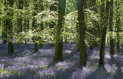 Bluebells 086_0653