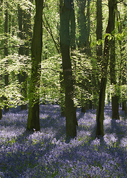 Bluebells 086_0655