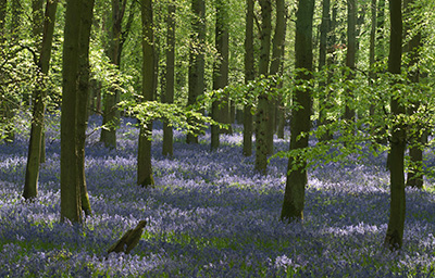 Bluebells 086_0657