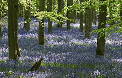 Bluebells 086_0658