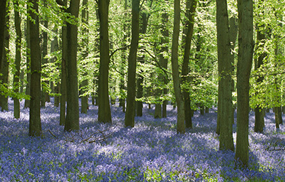 Bluebells 086_0664