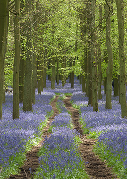 Bluebells 086_0682