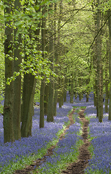 Bluebells 086_0687