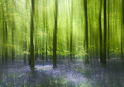 Bluebells 087_0700