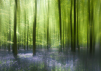 Bluebells 087_0703