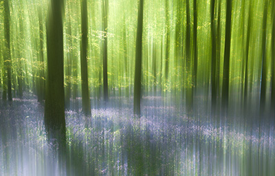 Bluebells 087_0711