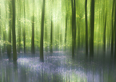 Bluebells 087_0714