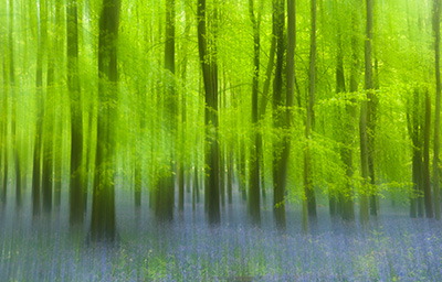 Bluebells 087_0728