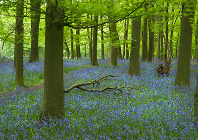 Bluebells 087_0733