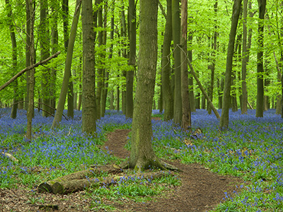 Bluebells 087_0734