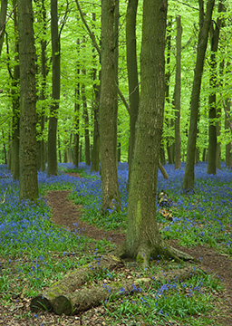 Bluebells 087_0737