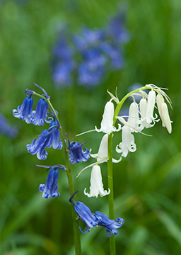 Bluebells 087_0757