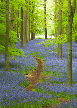 Bluebells_087_0774