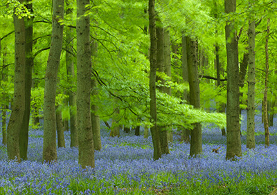 Bluebells 087_0779