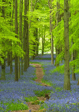 Bluebells 087_0781