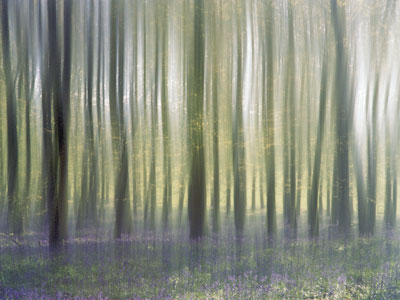 Bluebells 500_12