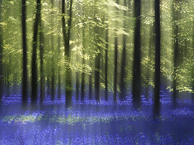 Bluebells 552_07