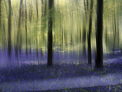 Bluebells 552_12