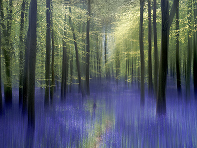 Bluebells 552_16