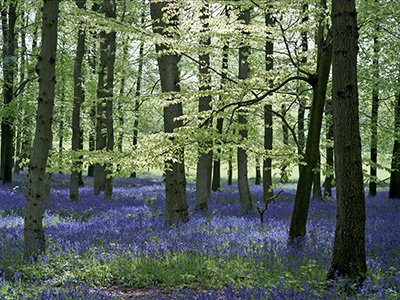 Bluebells 555_19