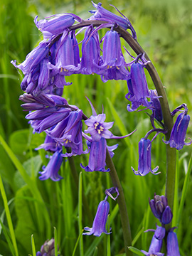 Bluebells G161_4090