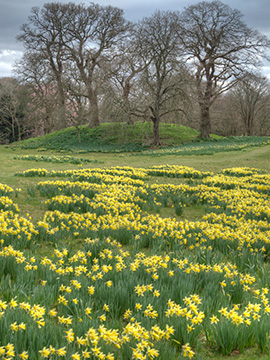 BodnantDaffodils G223_6252-54_tm