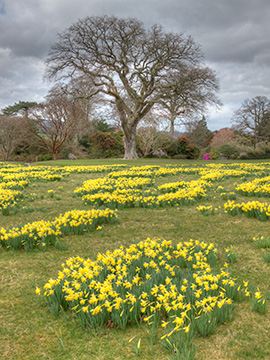 BodnantDaffodils G223_6255-57_tm