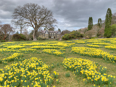 BodnantDaffodils G223_6270-72_tm