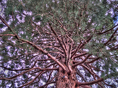 BodnantTree G223_6400-02_tm