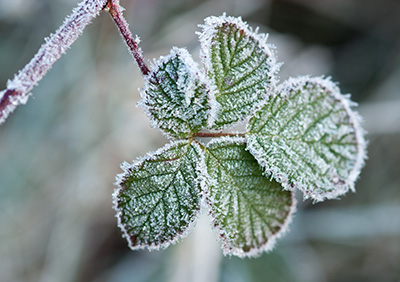 BrambleLeafFrost 080_0190