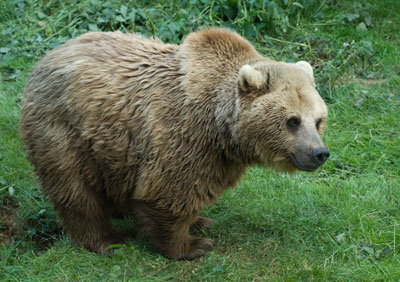 Brown Bear 031_0536